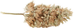 Side view of catnip bud