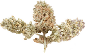 Catnip bud
